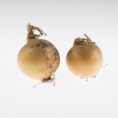 BIO gele uien, krat 15 kilo, Biologisch Kempenaar, Leimuiden (BIO gele uien, krat 15 kilo, Biologisch Kempenaar, Leimuiden)