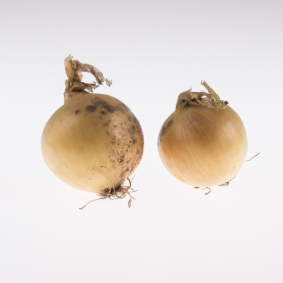 Gele uien (40/60), 18x 1 kilo in netje, Familie Munsterman (54_392529682)
