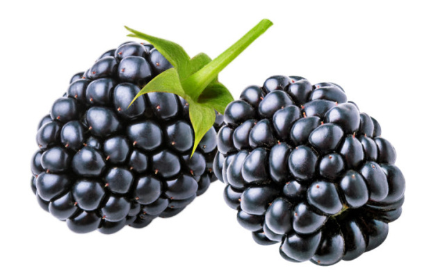 Bramen, 12 doosjes van 125 gram, Drogenbroek's fruit Loenen ad Vecht (bramen)