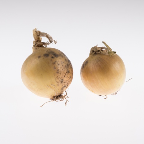 BIO gele uien, krat 5 kilo, Biologisch Kempenaar, Leimuiden