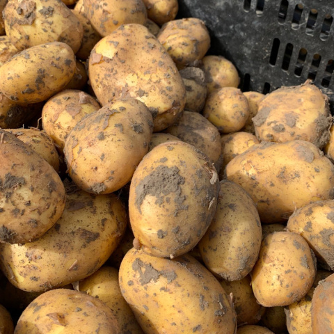 frieslanders_middel